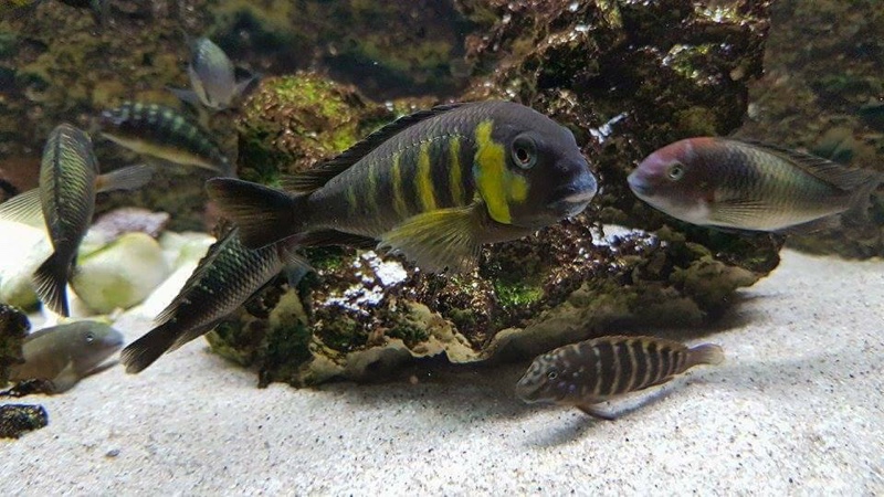 Tropheus sp. 'lukuga' Kabimba